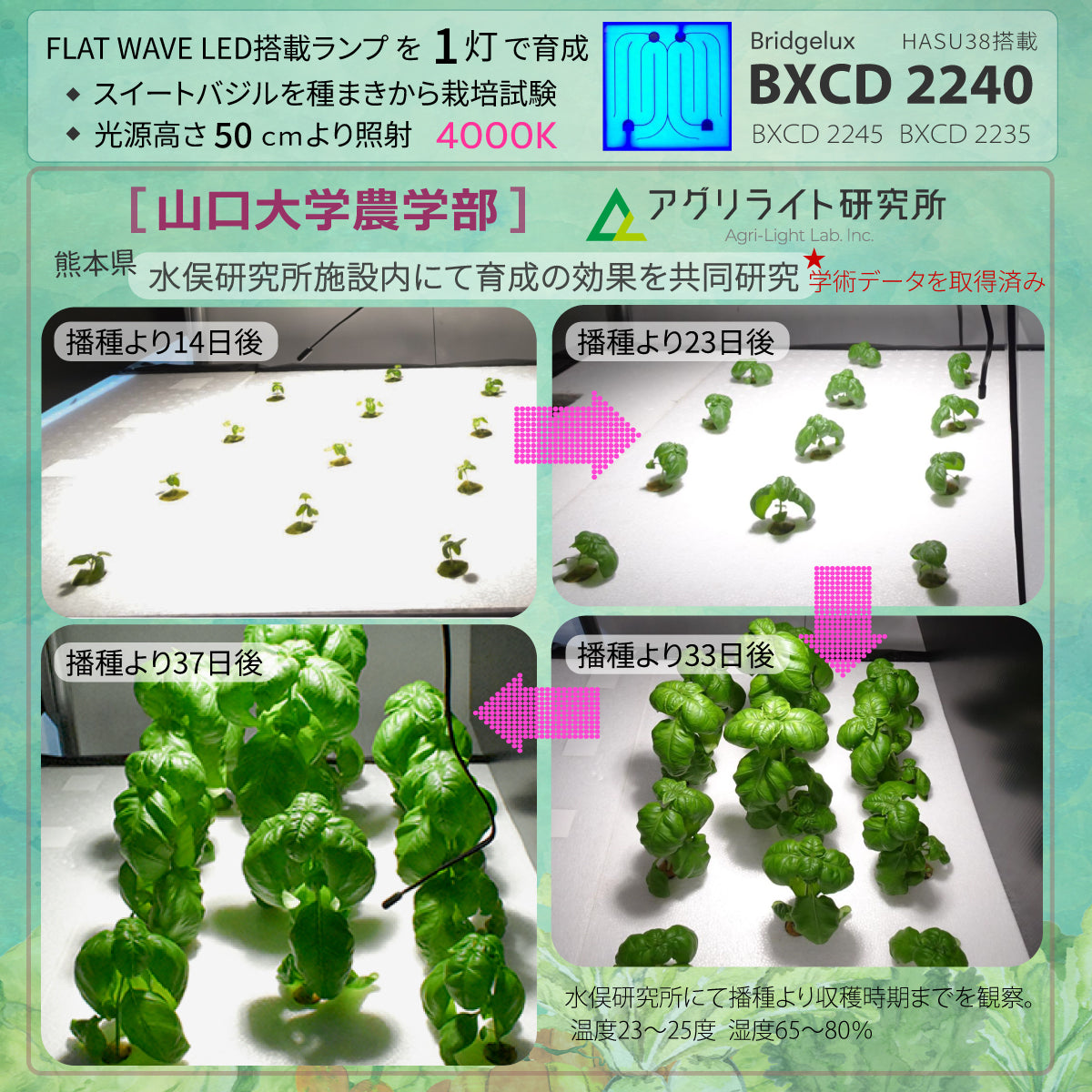 HaruDesign 植物育成ライト HASU38 4K 暖色系 ブラックボディ Mc