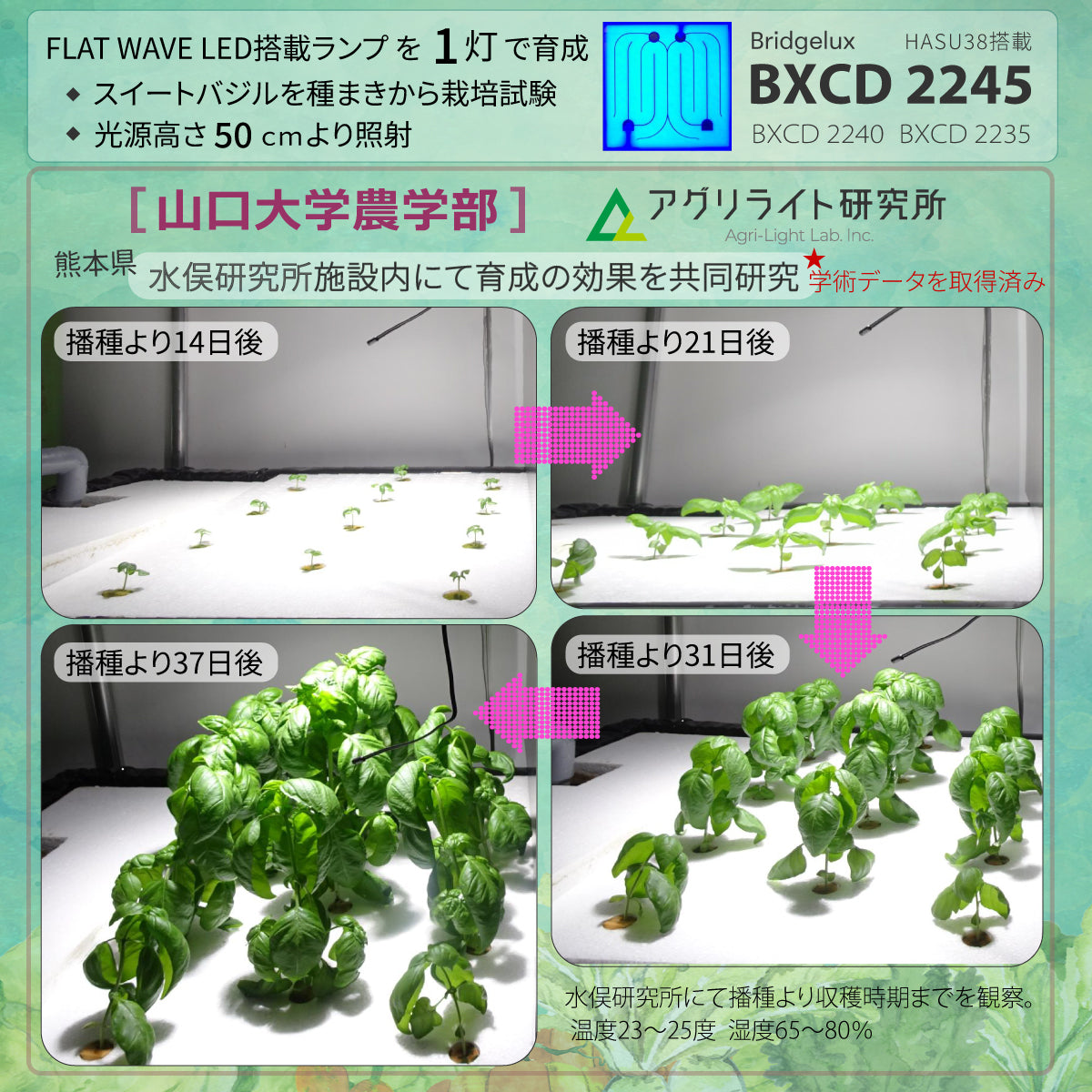 HaruDesign 植物育成ライト HASU38 6K ホワイトスワールボディ 白色系